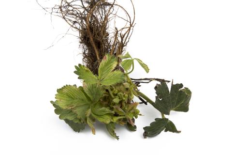 Fraise - glyphosate (9)_26