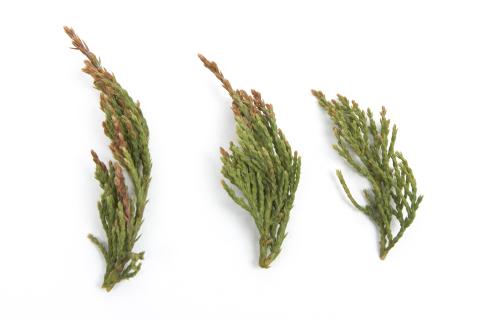 Genévrier_glyphosate (9)_1