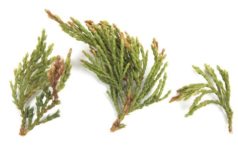 Genévrier_glyphosate (9)_2