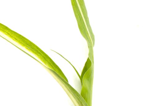 Maïs sucré_glyphosate (9)_3