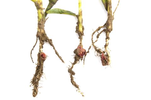 Maïs sucré_glyphosate (9)_4