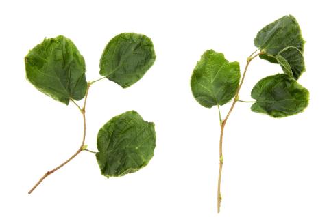 Noisetier - dicamba (4)_1