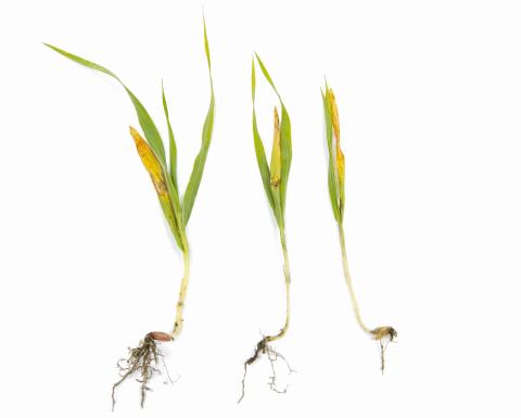 Orge - fomésafène (14)_1