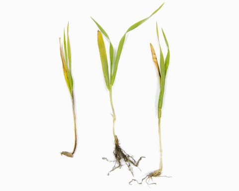 Orge - fomésafène (14)_2