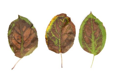 Feuilles de pommier avec brûlures