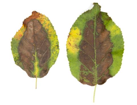 Pommier_calcium (Ca)_2