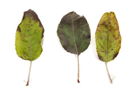 Pomme - cuivre (sulfate de cuivre tribasique) (M1)_1