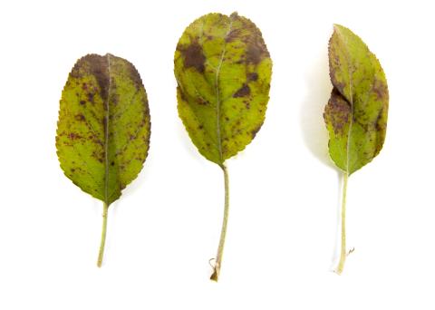 Pomme - cuivre (sulfate de cuivre tribasique) (M1)_2