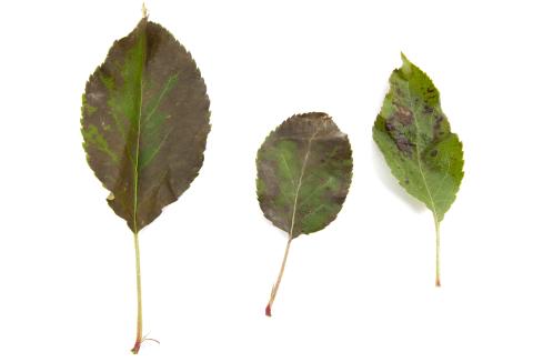 Pomme - cuivre (sulfate de cuivre tribasique) (M1)_3