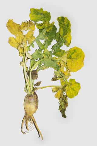 Rutabaga - linuron (5)_1