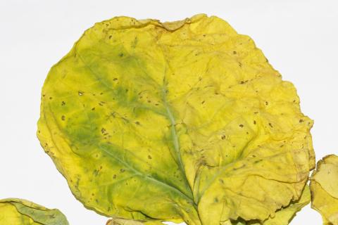 Rutabaga - linuron (5)_2