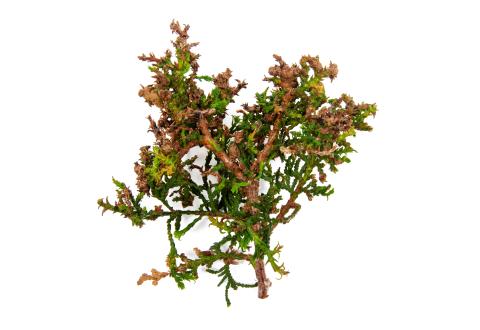 Thuyas_dicamba (4)_4