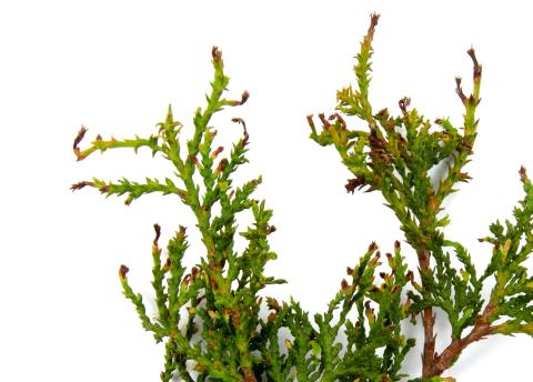 Thuyas_dicamba (4)_5