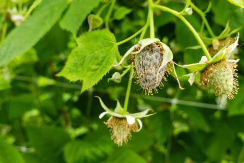 Infection simultannée par Botrytis cinerea et Cladosporium cladosporioides