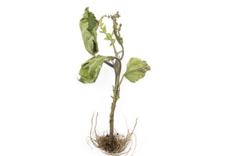 Aubergine - S-Métolachlore (15)_1