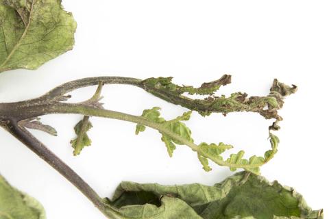 Aubergine - S-Métolachlore (15)_2