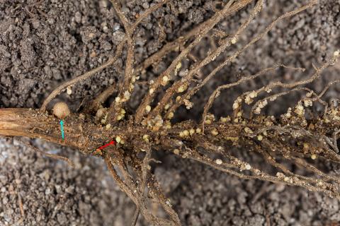 Soya - Heterodera glycines (NKS)