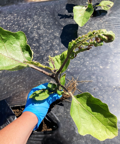 Aubergine - S-Métolachlore (15)_5