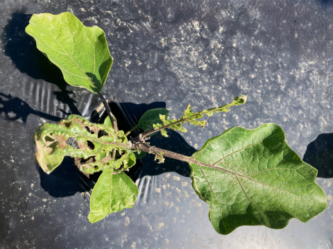 Aubergine - S-Métolachlore (15)_6