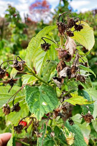 Famboise - brûlure bactérienne (Erwinia amylovora)