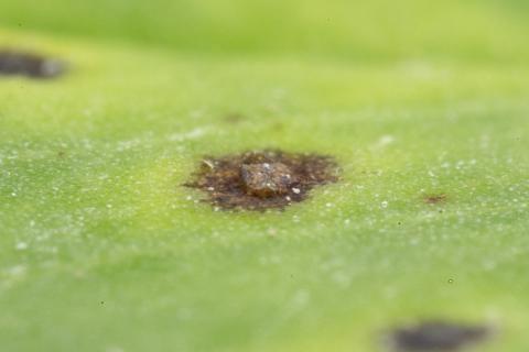 Luzerne - Tache commune (Pseudopeziza medicaginis)