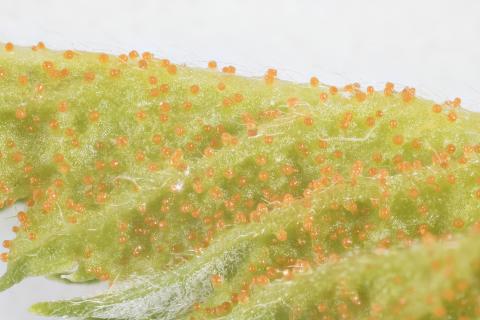 Arthuriomyces_D30067-2_lq