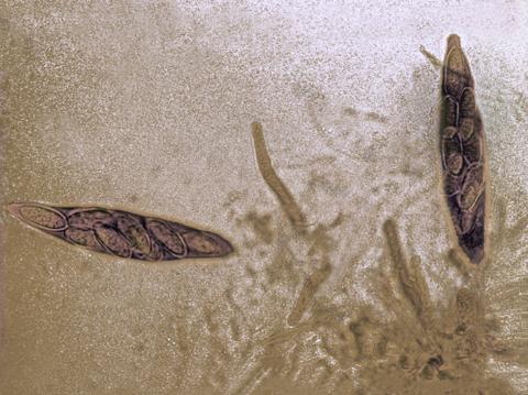 Botryosphaeria_02_LQ