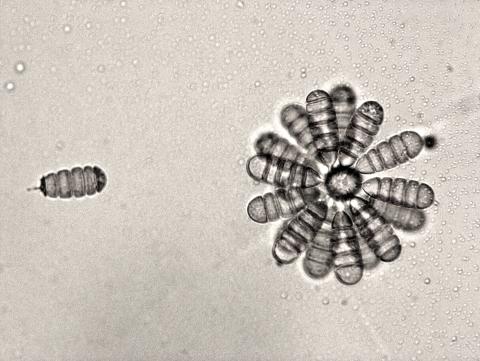 Cephaliophora_tropica-04_LQ