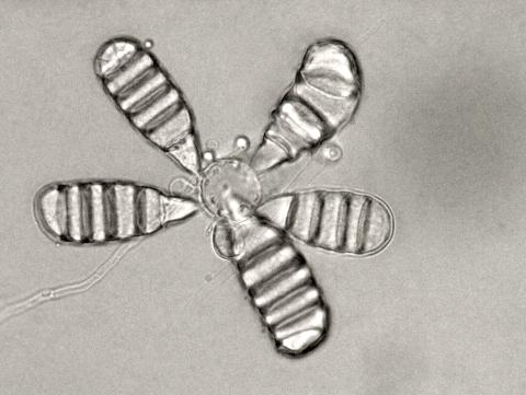 Cephaliophora_tropica-08_LQ