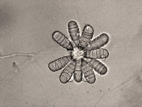 Cephaliophora_tropica-11_LQ