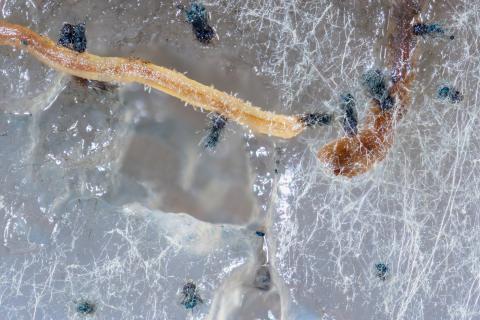 Chaetomium_funicola_D52238-2_LQ