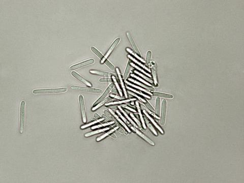 Coleophoma_empetri-06_LQ