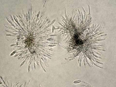 Colletotrichum_acutatum_1