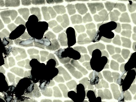 Diachea_leucopodia_1