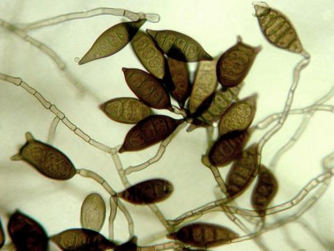 Exserohilum_pedicellatum_1