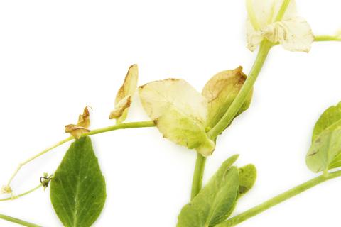 Pois - glyphosate (9)_11