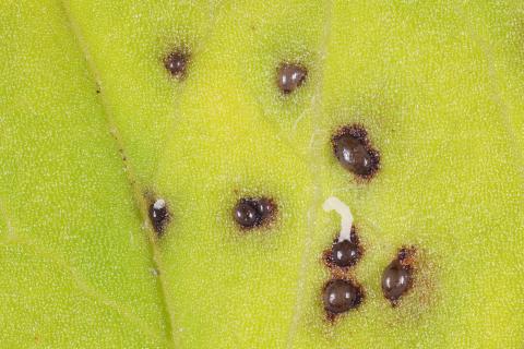 Gloeosporidiella_ribis_1