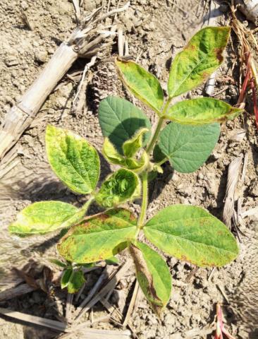 Soya - mésotrione (27)_7