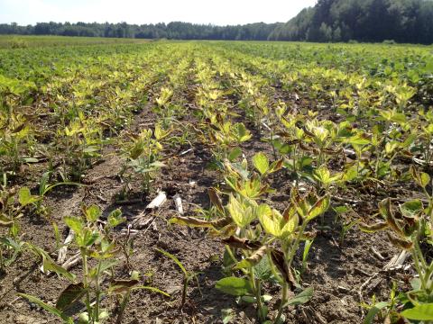 Soya - mésotrione (27)_10