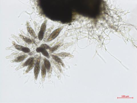 Physalospora_sp_1