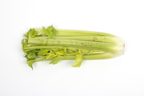 celeri_sep_41611a_lp_iriis