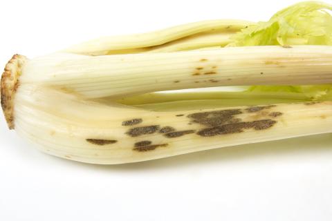 celeri_sep_42384b_dh_iriis