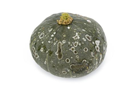 Courges - Alternariose du fruit (Alternaria sp.)_1