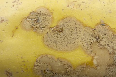 courge_stag_cucu_47288d_jv_iriis