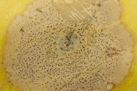 courge_stag_cucu_47288e_jv_iriis