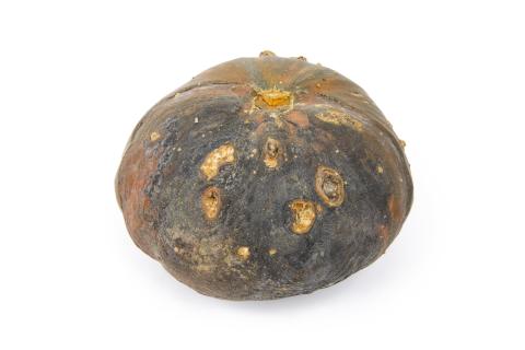 courge_stag_cucu_55846a_ad_iriis