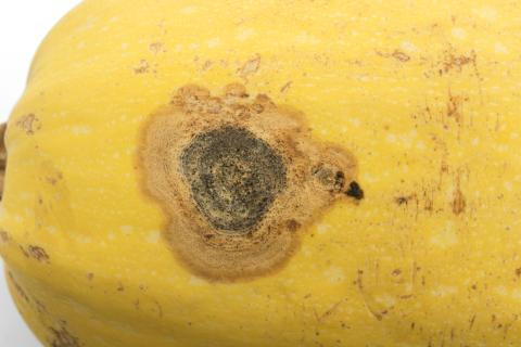 Courges - Chancre gommeux (Stagonosporopsis cucurbitacearum)_20