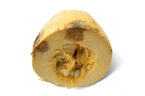 Courges - Chancre gommeux (Stagonosporopsis cucurbitacearum)_22