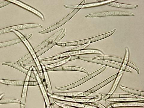 Fusarium_lateritium_2