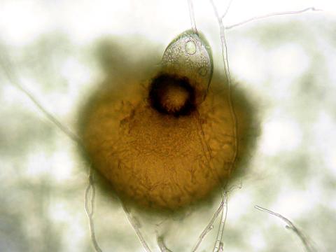 Phoma_sp_1